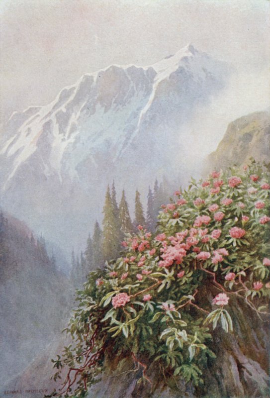 Wild Rhododendrons  by Edward Mary Joseph Molyneux