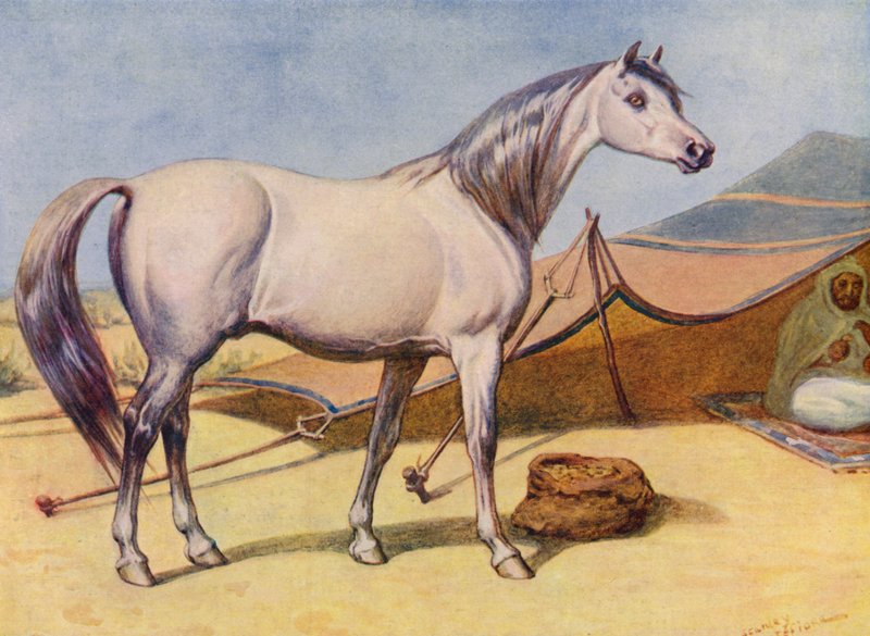Arap atı (renkli taş) by Edward Brice Montefiore