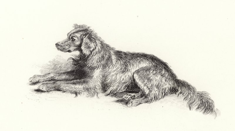 Setter Köpeği by Edwin Landseer