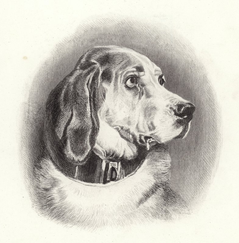 Kan Tazısı by Edwin Landseer