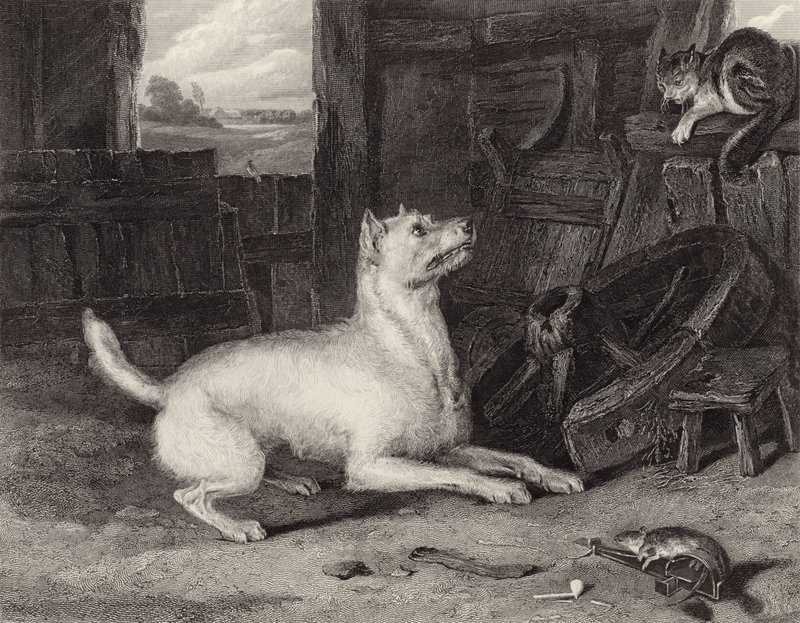 ಒಳನುಗ್ಗುವ ಟರ್ಕಿ by Edwin Landseer