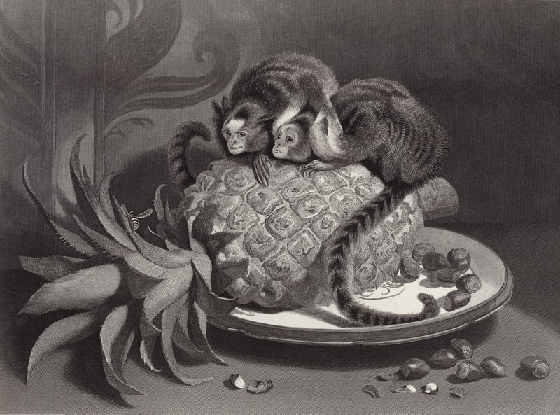Marmozetler by Edwin Landseer