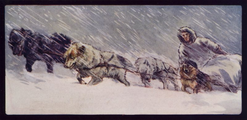 Bir Esquimaux Kızak Köpeği Takımı (renkli taş) by Edwin Noble