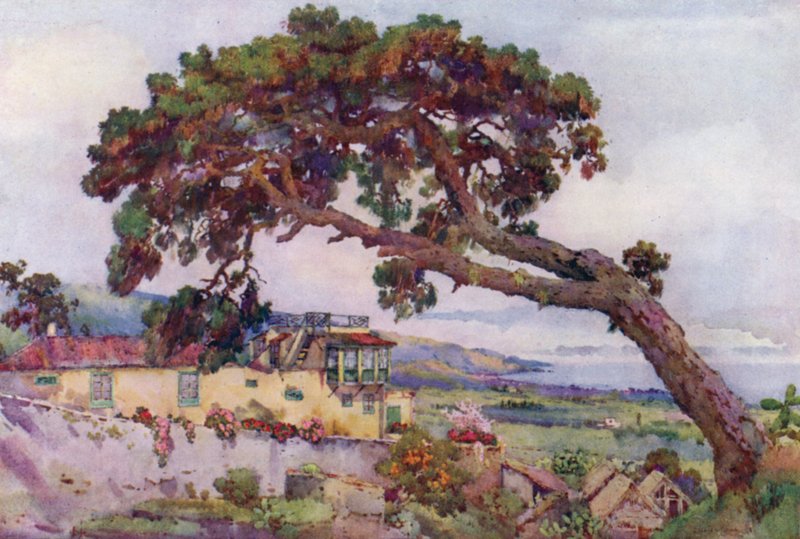 Kanarya Çamı (renkli taş) by Ella Du Cane