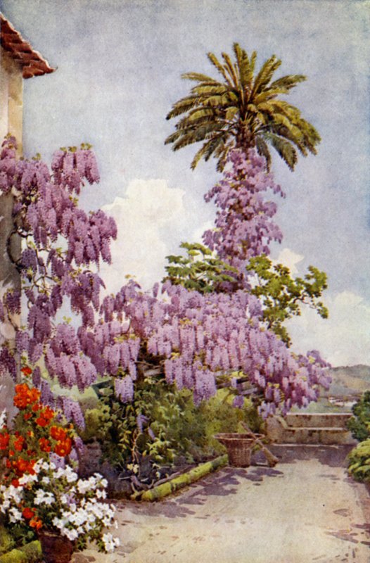 Wistaria, Quinta Da Levada (renkli taş) by Ella Du Cane