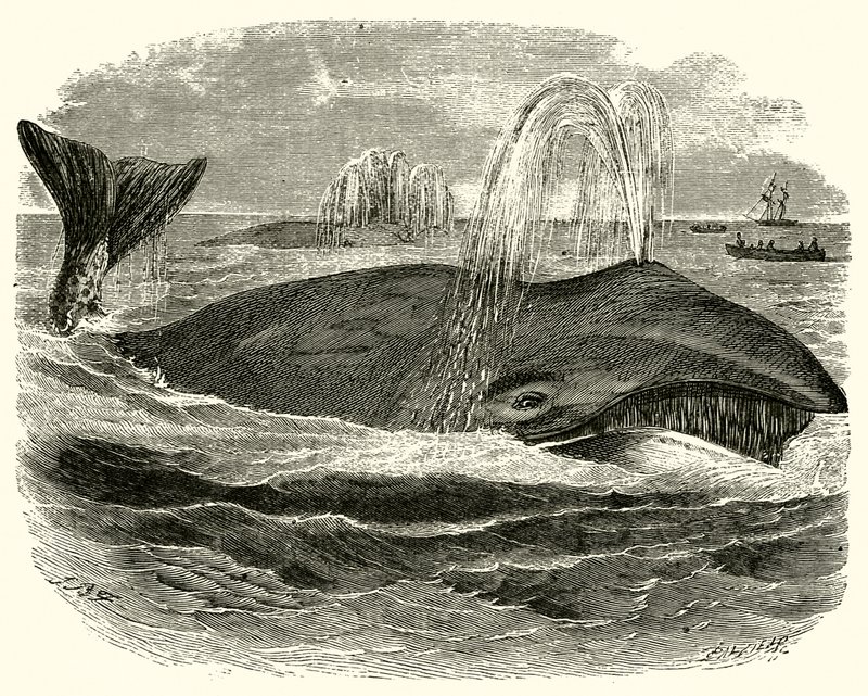 Grönland Balinası by English School
