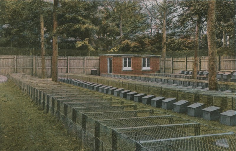 Bir Norfolk Sülün by English Photographer