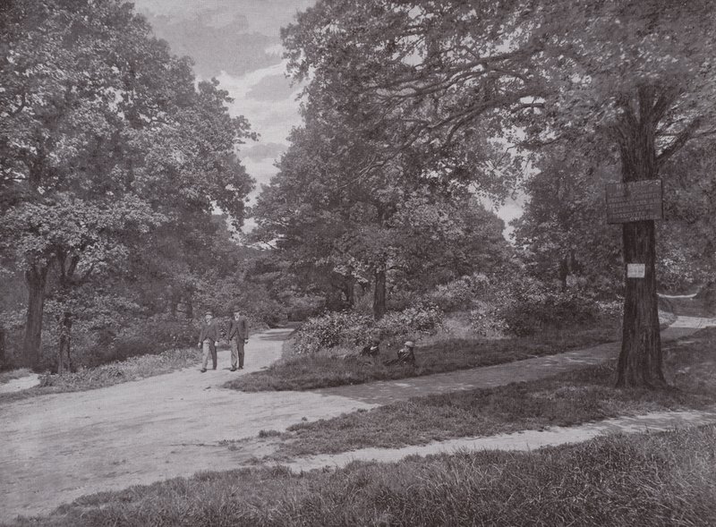 Queens Wood, Highgate