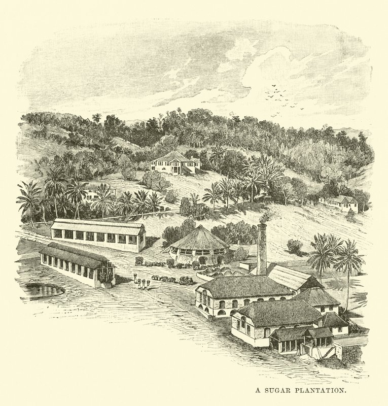 Bir Şeker Tarlası by English School