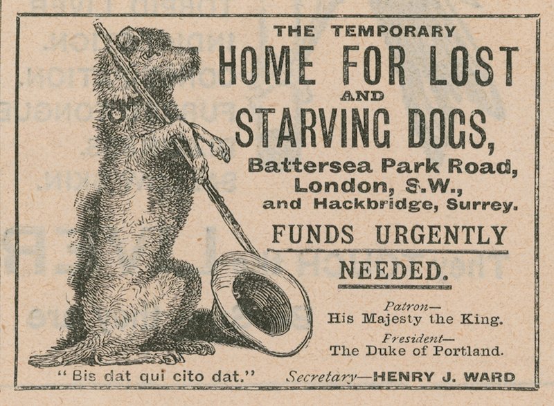 Battersea Dogs Home için Reklam by English School