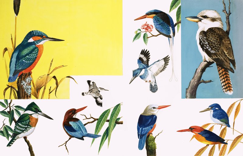 Her çeşit Kingfisher by English School