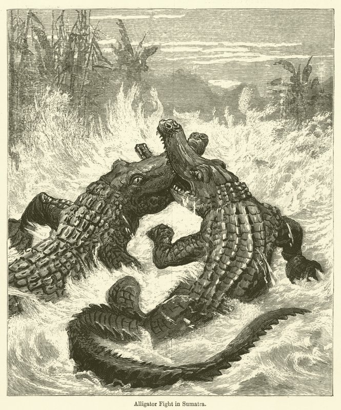 Sumatra