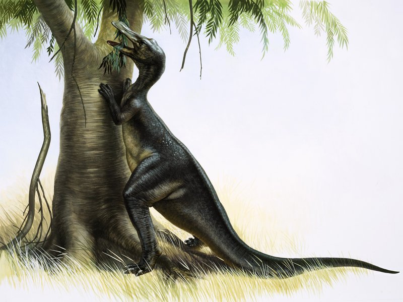Anatosaurus by English School