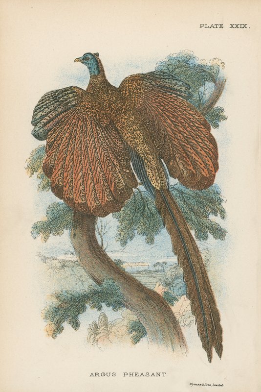 Argus Sülün by English School