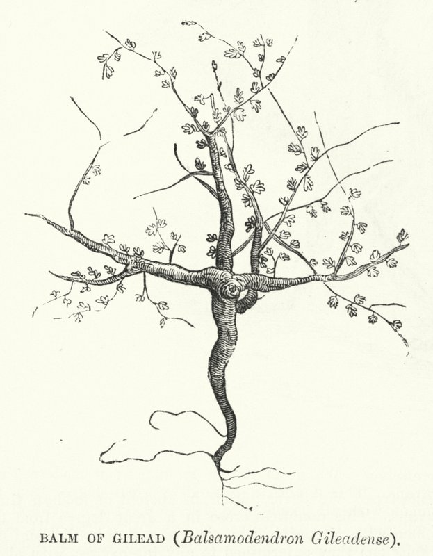 Gilead Balsamı, Balsamodendron Gileadense (gravür) by English School