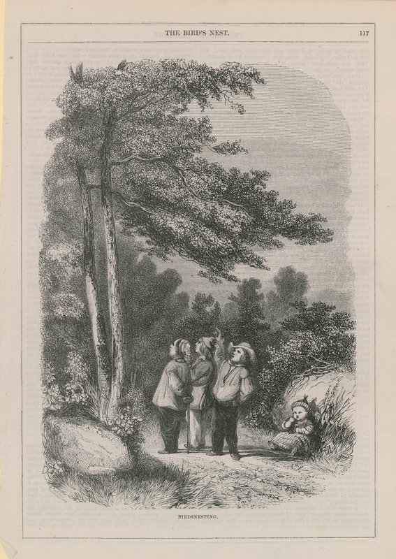 kuş yuvalama by English School