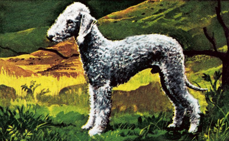 Mavi Bedlington by English School