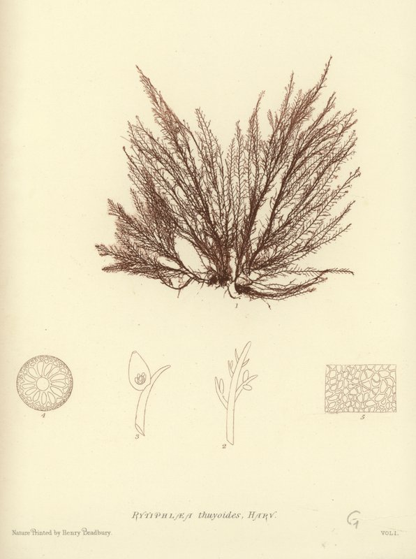 İngiliz Deniz Yosunu (doğa baskılı) by English School