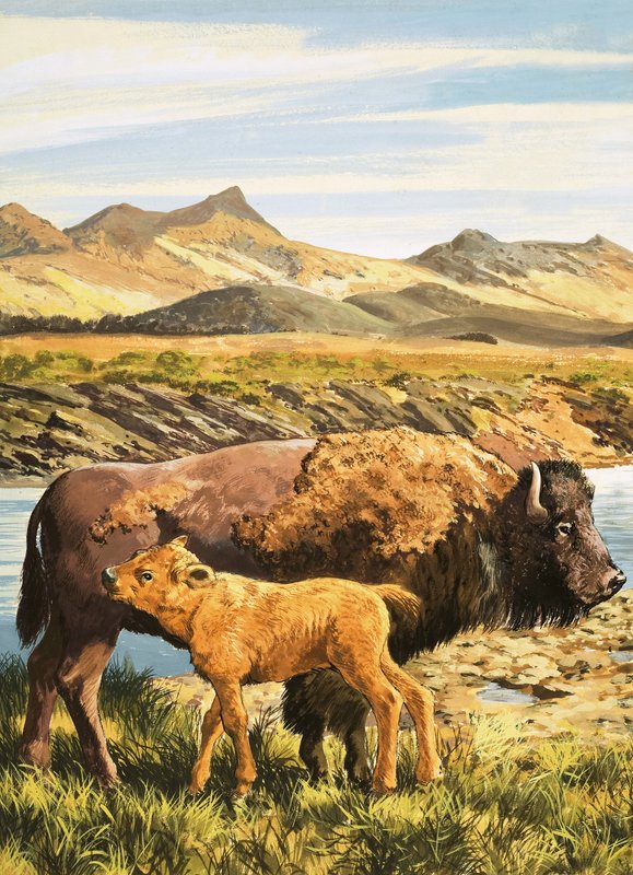 bufalo by English School