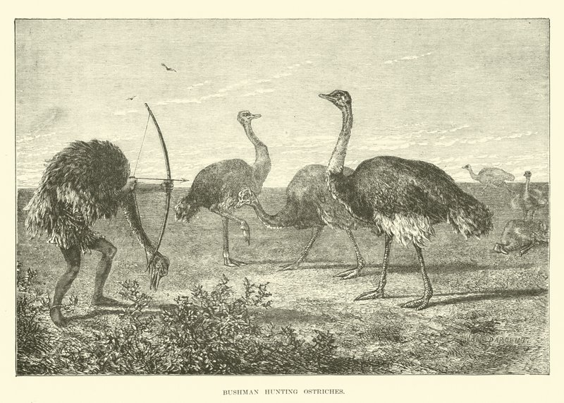 Bushman av devekuşları by English School
