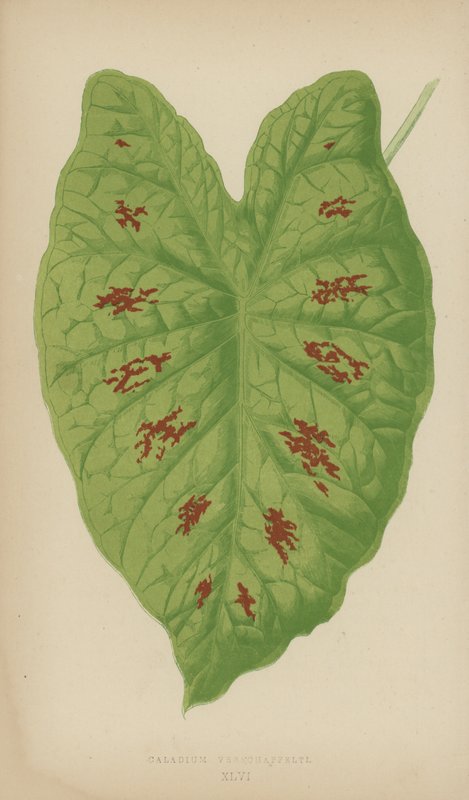 Caladium Verschaffelti by English School