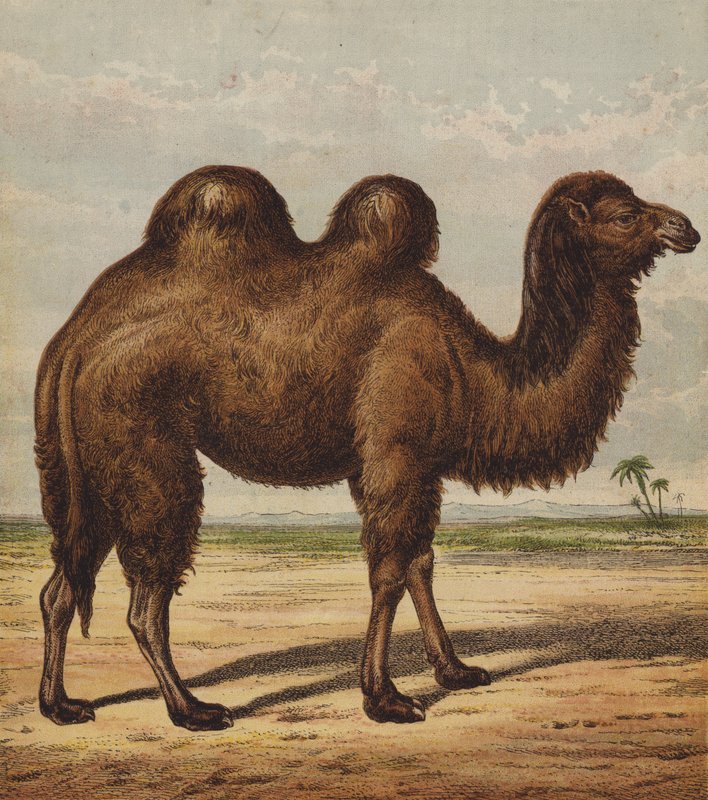 Deve (renkli taş) by English School