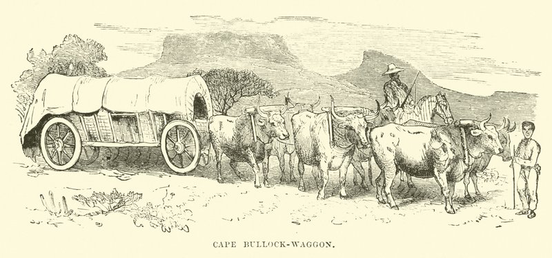 Cape Bullock vagonu by English School