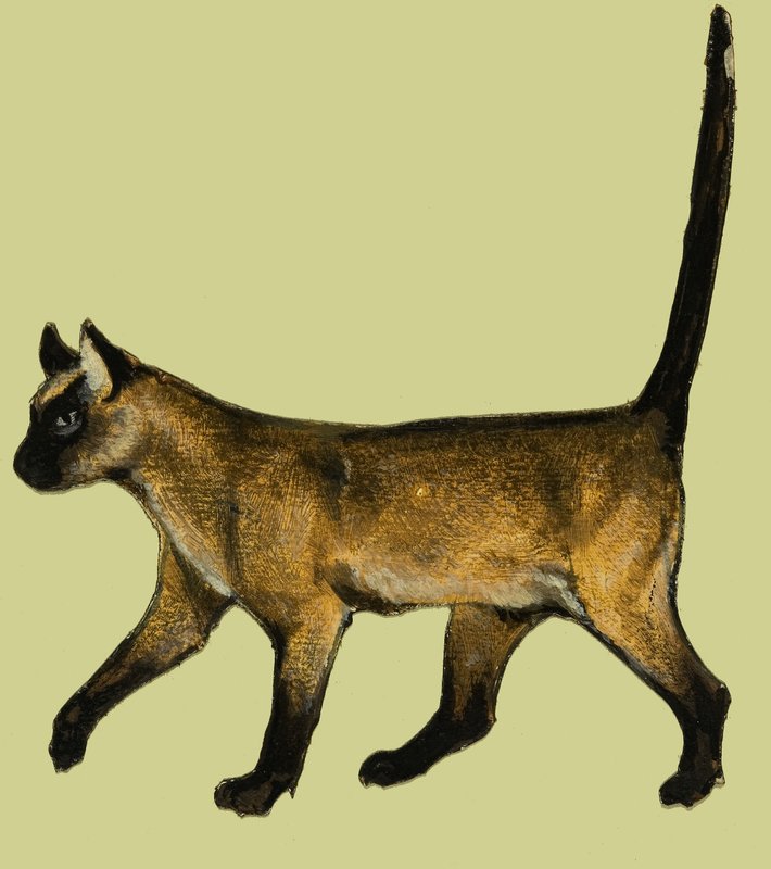 Kedi by English School