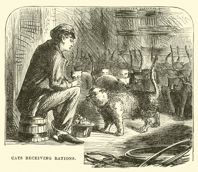 Rasyon alan kediler by English School