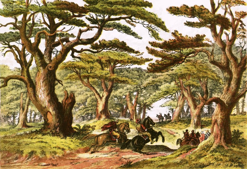 Lübnan Sedirleri by English School