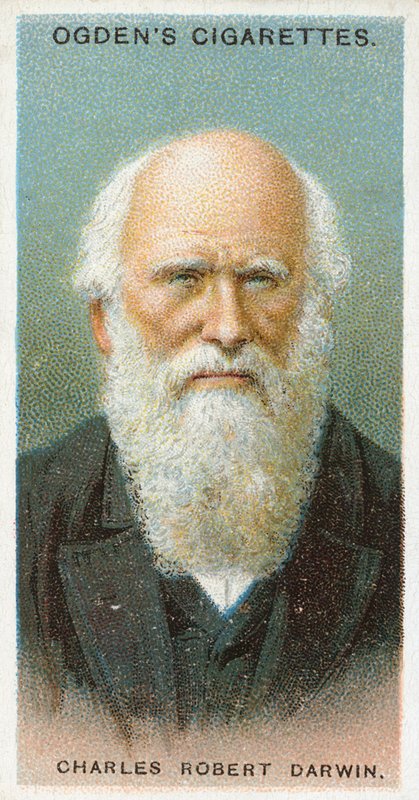 Charles Robert Darwin by English School