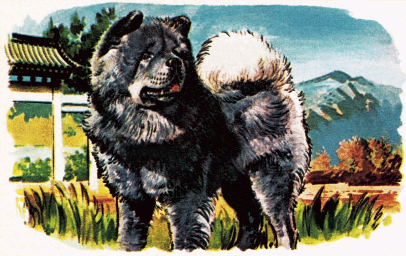 Chow-Chow by English School