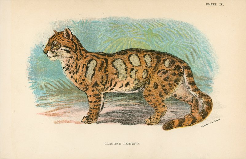 Bulutlu leopar by English School