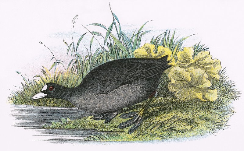 Ortak Coot by English School