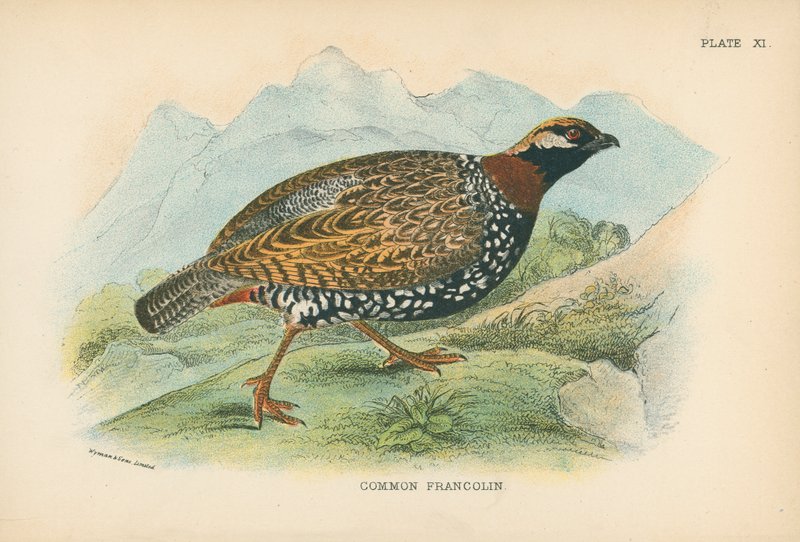 Ortak Francolin by English School