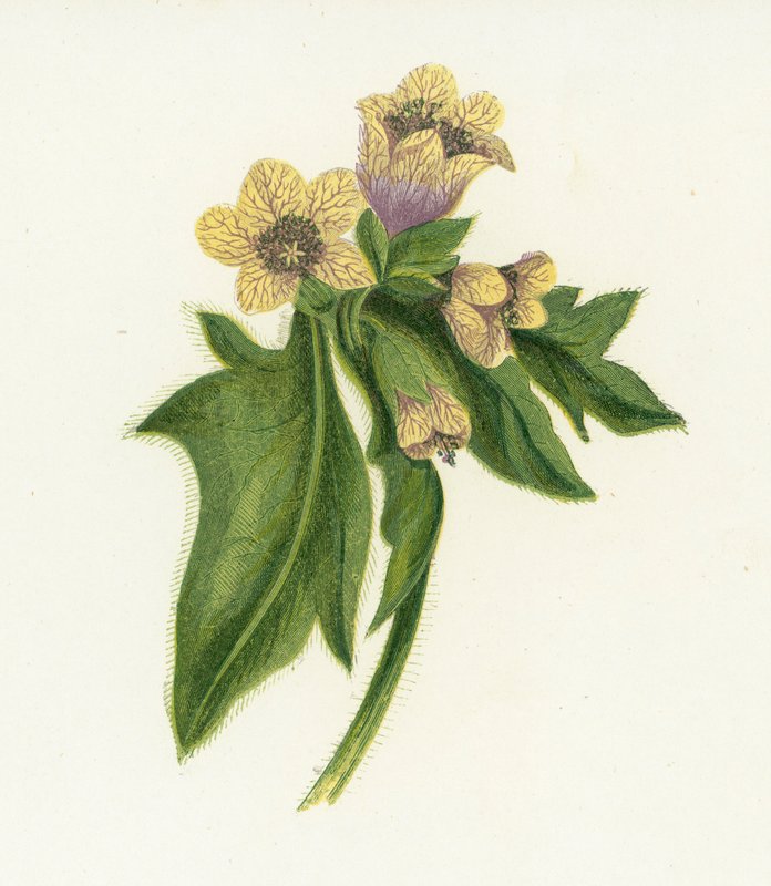Ortak Henbane, Hyoscyamus Nijer by English School