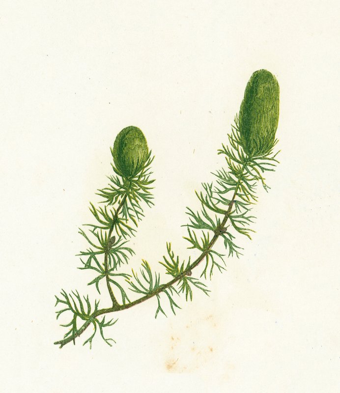 Ortak Hornwort, Ceratophyllum Demersum by English School