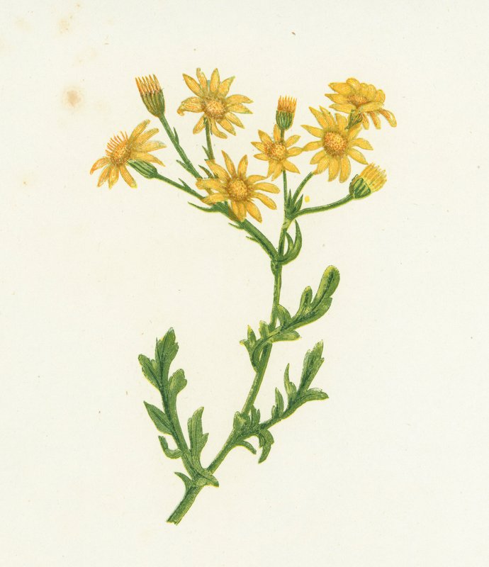 Adi Yengeç, Senecio Jacobaea by English School