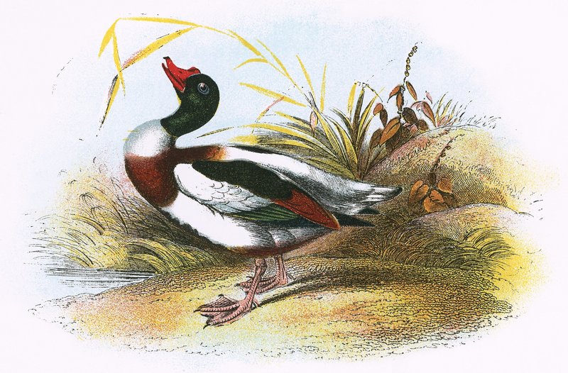 Ortak Ördek by English School