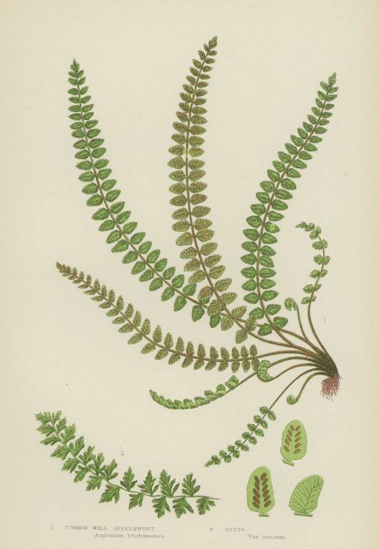 Ortak Duvar Spleenwort (renkli taş) by English School