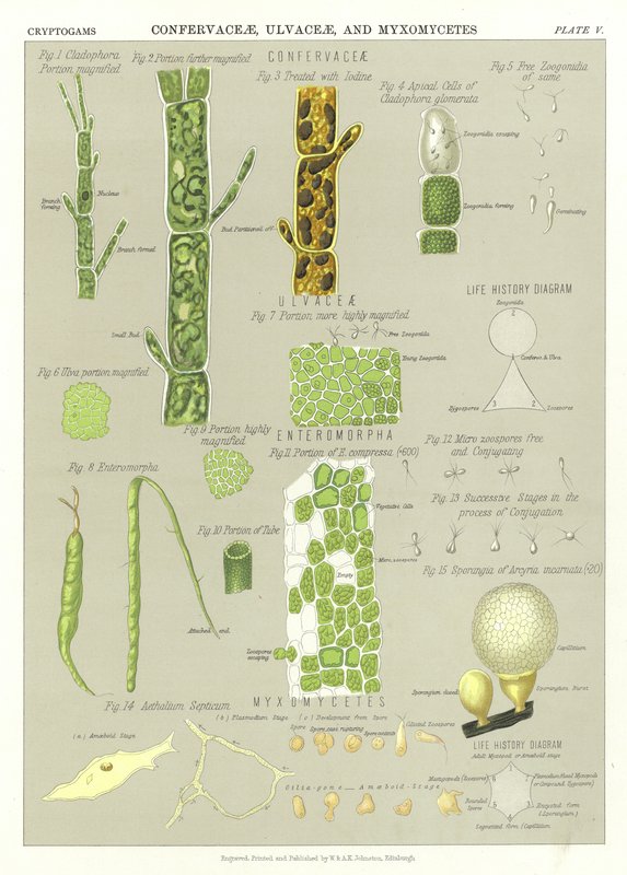 Confervaceae, Ulvaceae ve Myxomycetes by English School