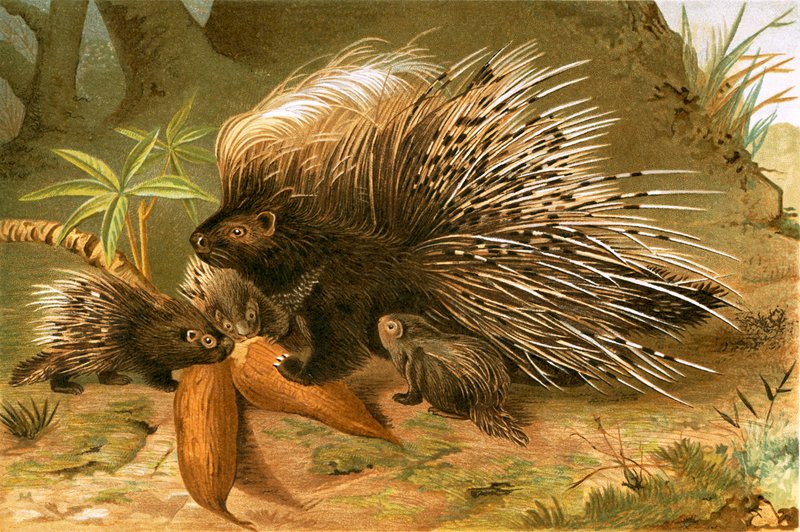 Porcupine by English School