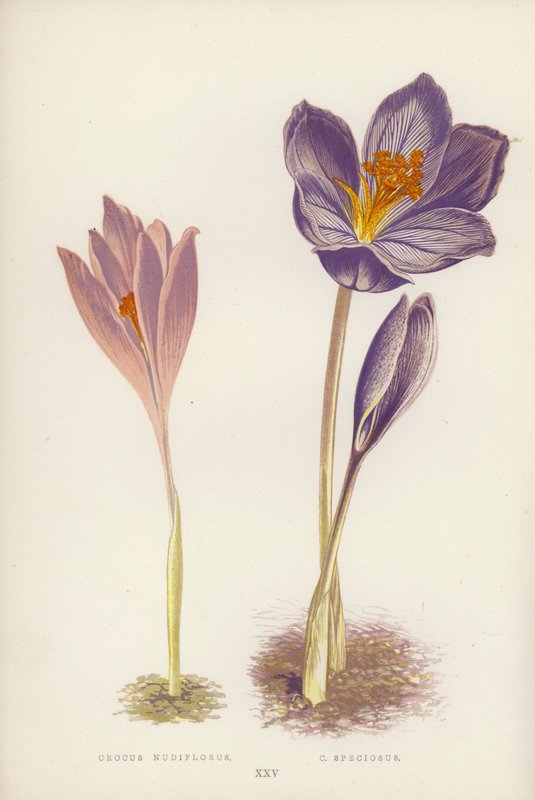 Çiğdem Nudiflorus; C Güzel (renkli taş) by English School