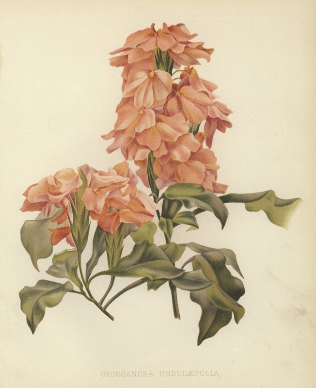 Crossandra undulaefolia by English School