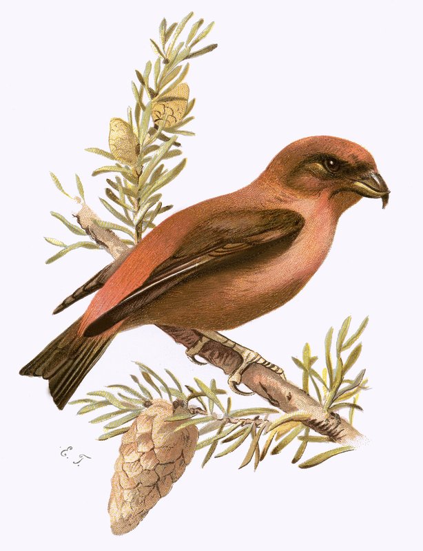 çapraz fatura by English School