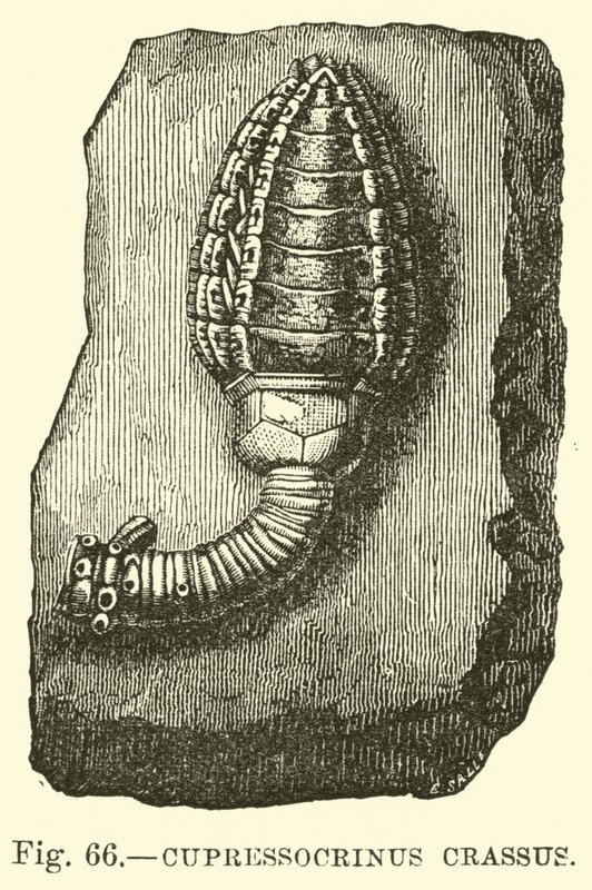 Cypressocrinus by English School