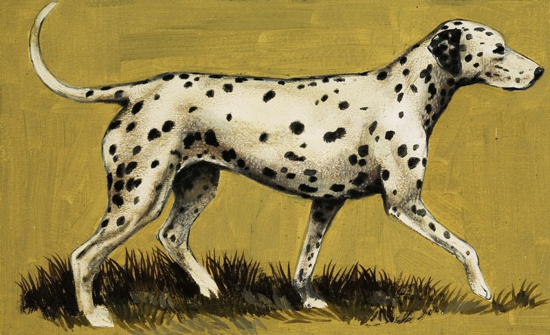 Dalmaçyalı köpek by English School