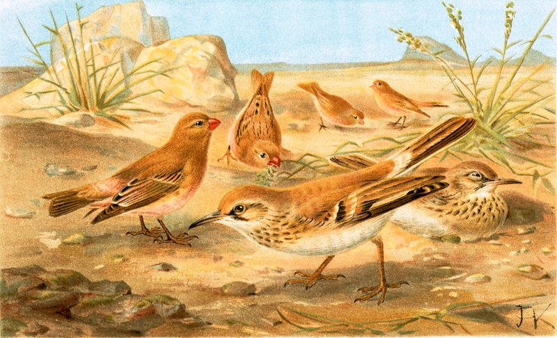 Çöl Finch ve Çöl Tarlası by English School