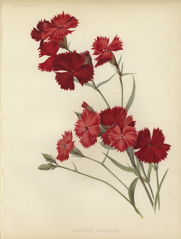 Dianthus Atkinsoni by English School