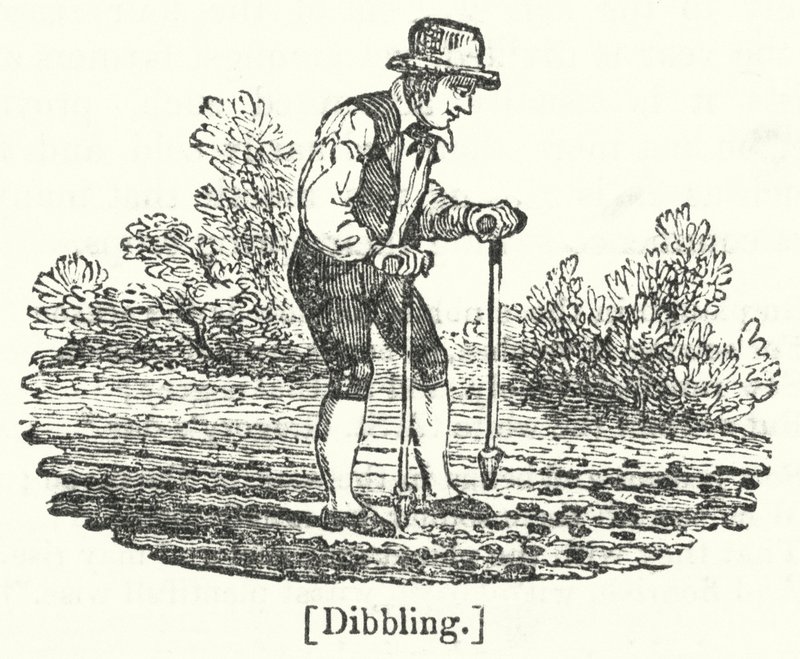 Dibbling by English School